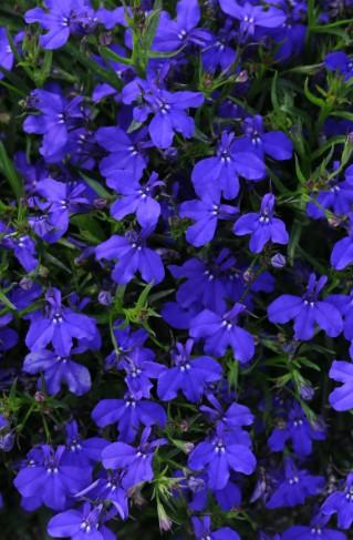 Lobelia Crystal Palace 