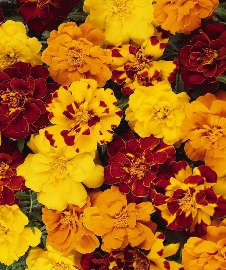 Tagetes patula Durango® Mix