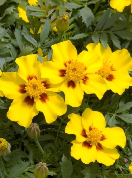 Tagetes patula Durango® Disco Marietta