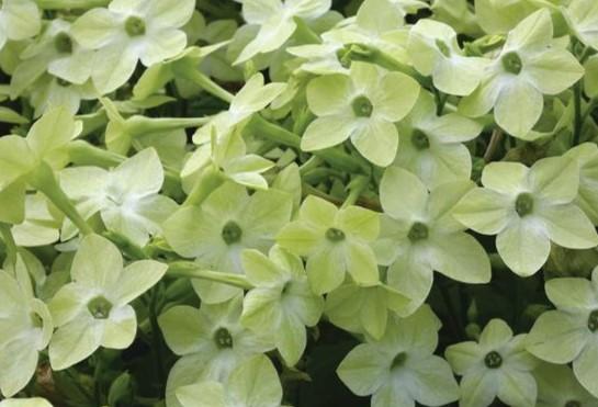 Nicotiana Starmaker Lime 