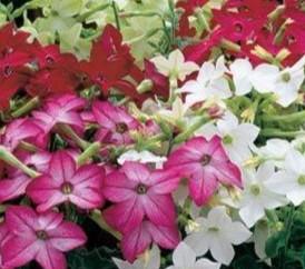 Nicotiana Starmaker Mix 