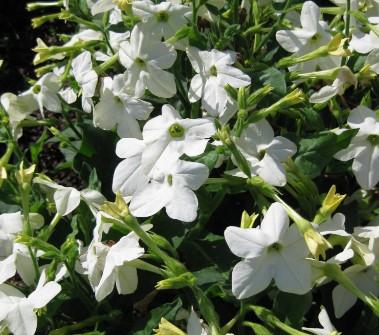 Nicotiana Starmaker White 