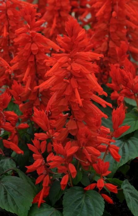 Salvia Lighthouse Red 