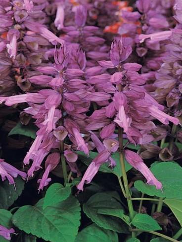 Salvia Vista Lavender 