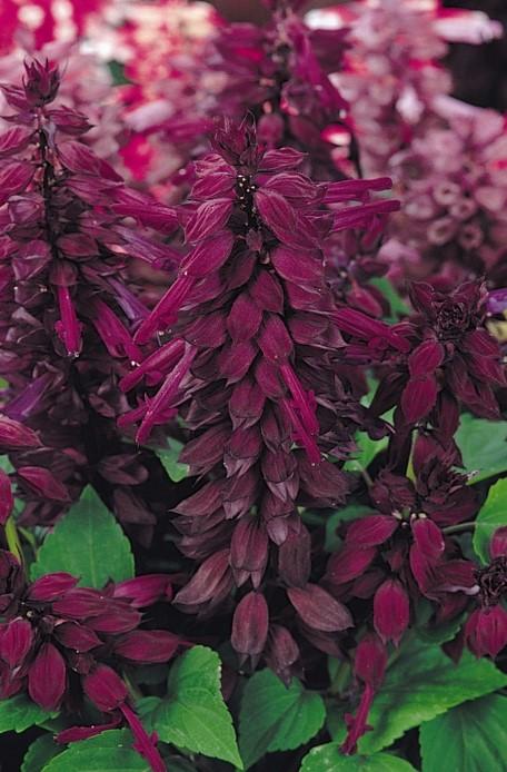 Salvia Vista Purple 