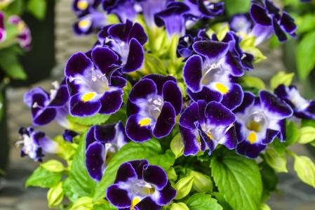 Torenia fournieri Kauai Blue