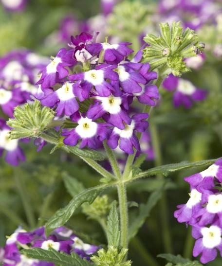 Verbena Obsession Blue Eye 