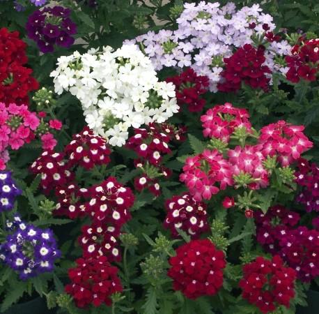 Verbena Obsession Mix 