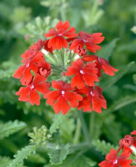 Verbena Obsession Scarlet 