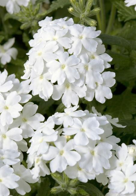 Verbena Obsession White 