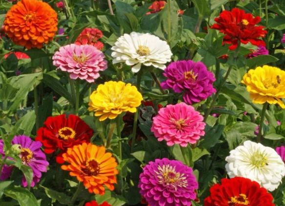 Zinnia elegans Cal Giant Mix