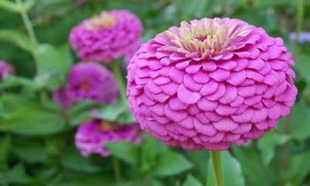 Zinnia elegans Benary's Giant Benary Giant Lilac