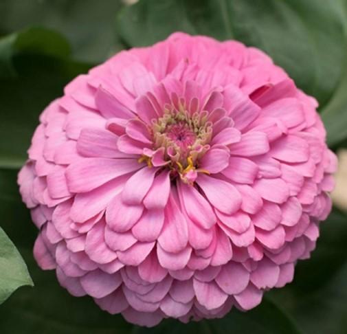 Zinnia elegans Benary's Giant Pink