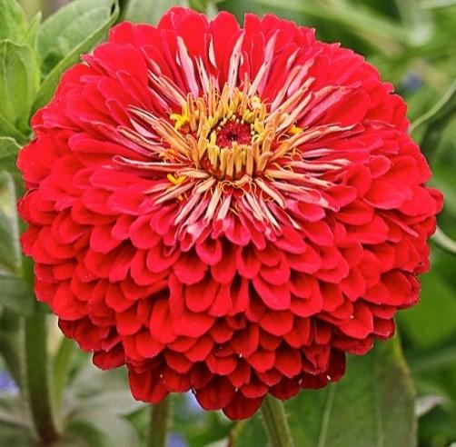 Zinnia elegans Benary's Giant Red