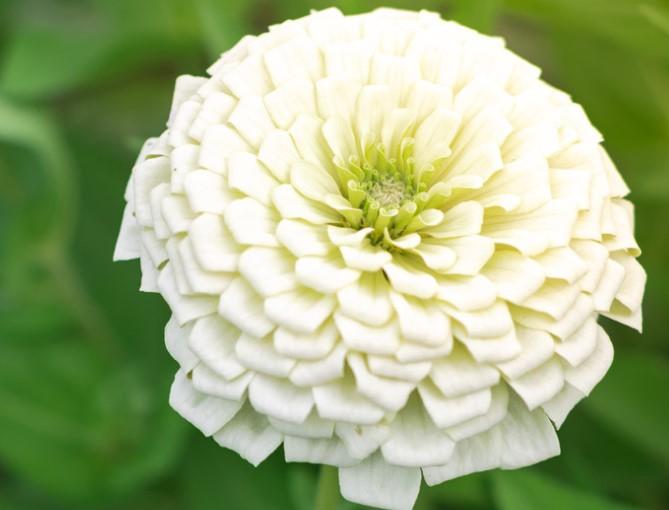 Zinnia elegans Benary's Giant White