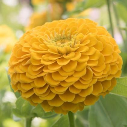 Zinnia elegans Benary's Giant Yellow