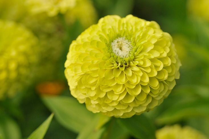 Zinnia elegans Benary's Giant Lime