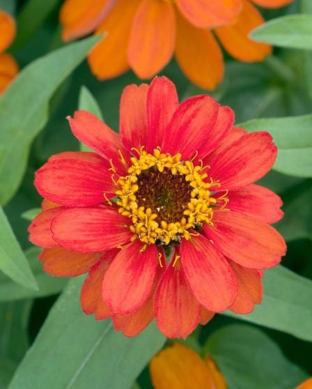 Zinnia Profusion Double Fire