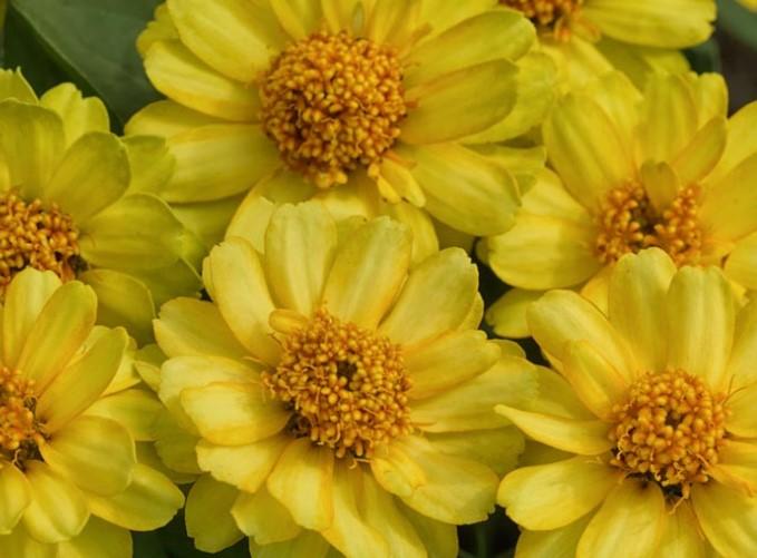 Zinnia Profusion Double Yellow