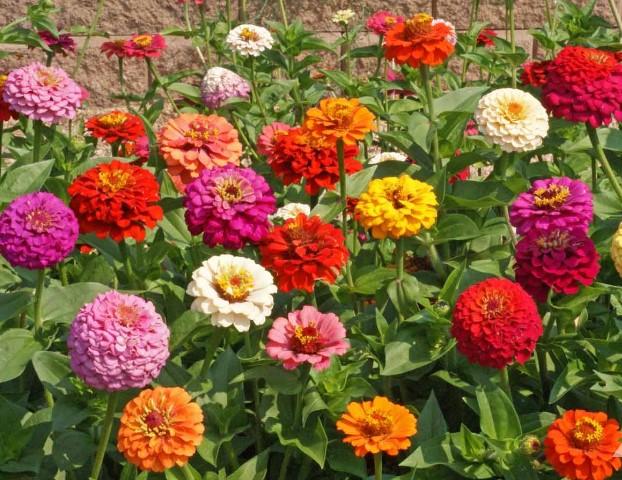 Zinnia Mixed Pumila 