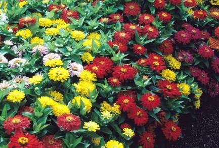 Zinnia Dreamland Mix 