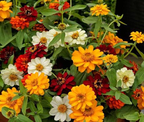 Zinnia Profusion Double Mixed