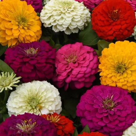 Zinnia elegans Zesty™ Mix