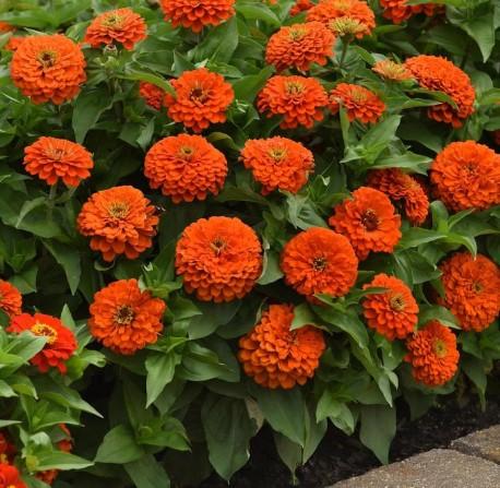 Zinnia elegans Zesty™ Orange