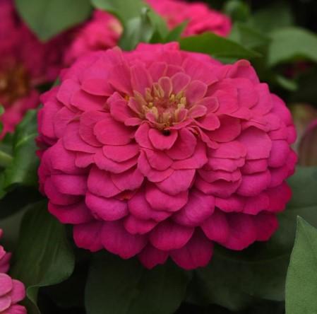 Zinnia elegans Zesty™ Pink