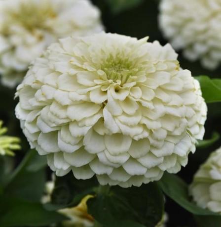 Zinnia elegans Zesty™ White