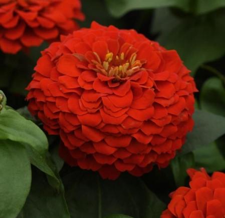 Zinnia elegans Zesty™ Scarlet