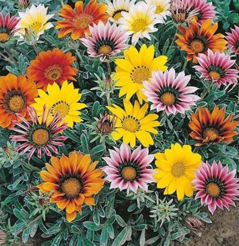 Gazania rigens New Day® Talent Mix