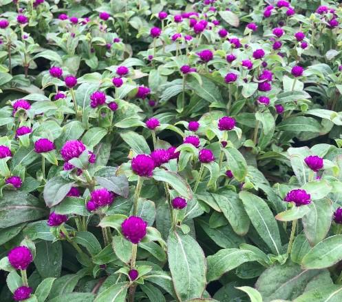 Gomphrena Buddy Purple 