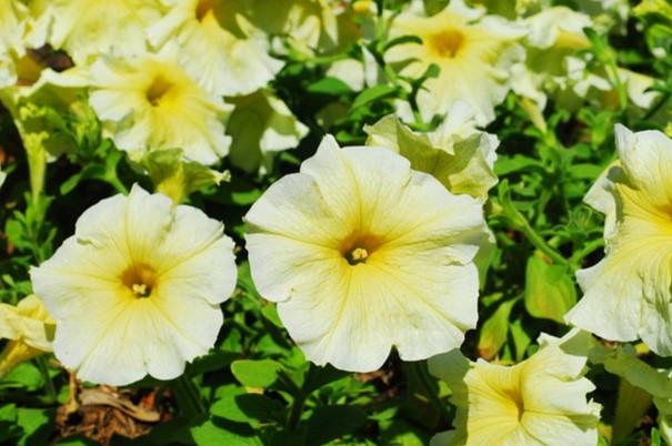 Petunia grandiflora TriTunia™ Yellow