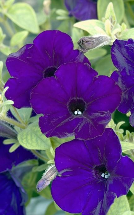 Petunia grandiflora TriTunia™ Midnight Blue