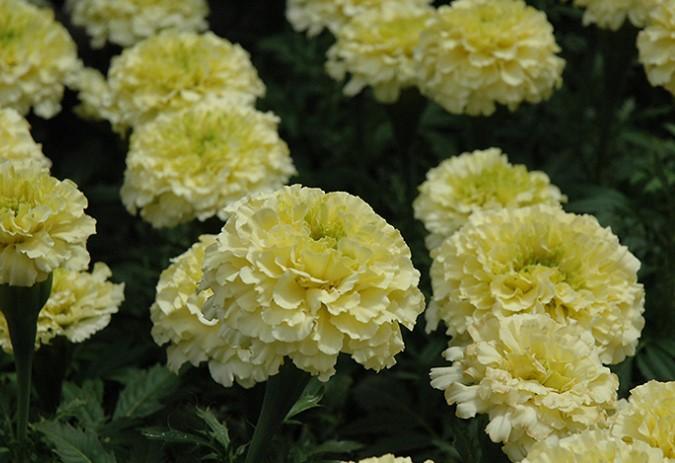Marigolds Vanilla Sweet Cream 