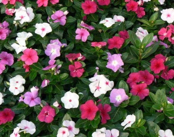 Vinca Rosea Titan Mystic Mix 