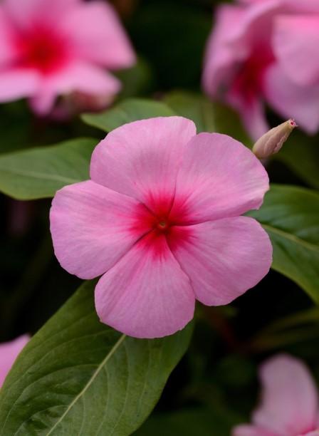 Vinca Rosea Titan Blush 