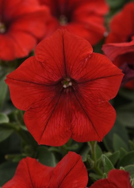 Petunia Easy Wave® Red