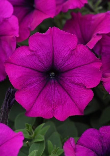 Petunia Easy Wave® Violet