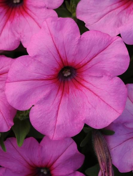 Petunia Easy Wave® Pink Passion