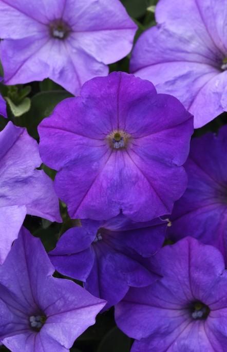 Petunia Easy Wave® Lavender Sky Blue