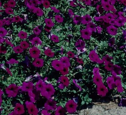 Petunia Wave® Purple