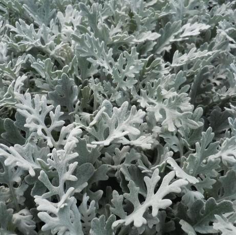 Dusty Miller Silverdust 