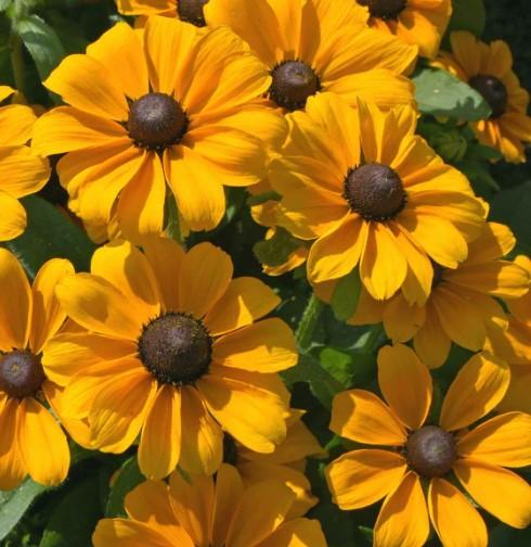 Rudbeckia Toto Gold 