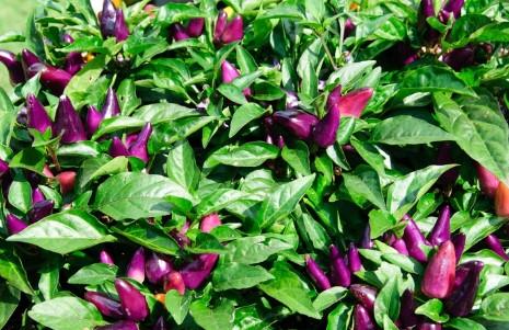 Ornamental Peppers Mambo Purple Orange 