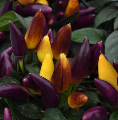 Ornamental Peppers Salsa Purple Yellow 