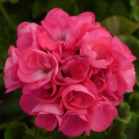 Geraniums Dynamo Hot Pink 