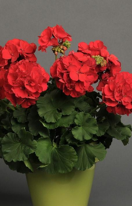 Geraniums Dynamo Dark Red 