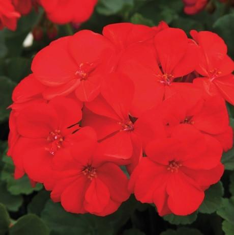 Geraniums Rocky Mountain Dark Red 